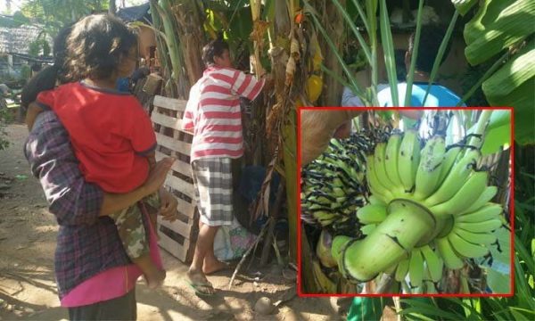 ฮือฮา! “ต้นกล้วยประหลาด” ออกปลีผิดรูป ชาวบ้านเชื่อให้โชค-แห่ขอเลขเด็ด