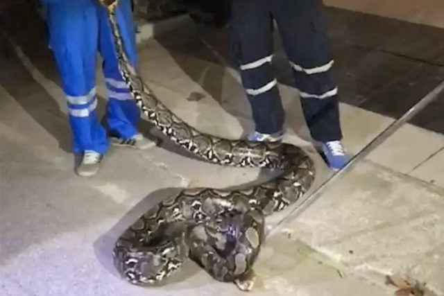 งูเหลือมยาว 5 เมตร นอนพาดยาว