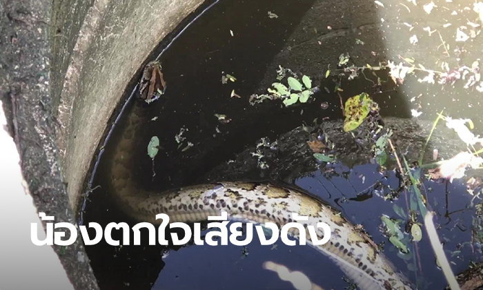 คอหวยจับตา งูหลามใหญ่เลื้อยตกบ่อบาดาล แช่น้ำจนตัวซีดนานกว่า 3 วัน